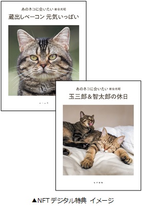 iwago_cat004.jpg